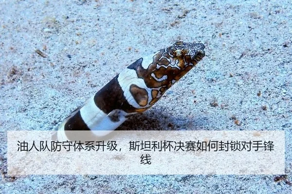 油人队防守体系升级，斯坦利杯决赛如何封锁对手锋线